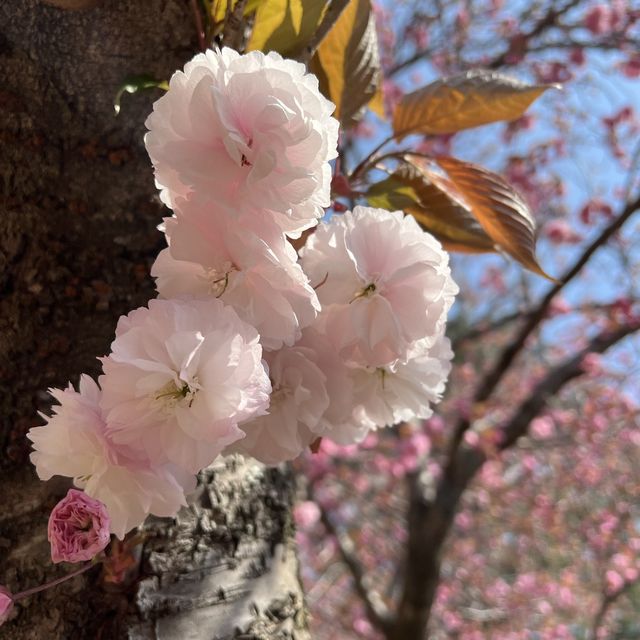 慶州景點-UNESCO世界文化遺產-佛國寺