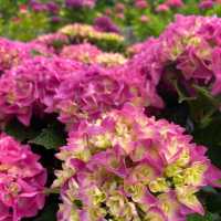蒲郡　形原あじさいの里で紫陽花と絶景の見晴らしを満喫