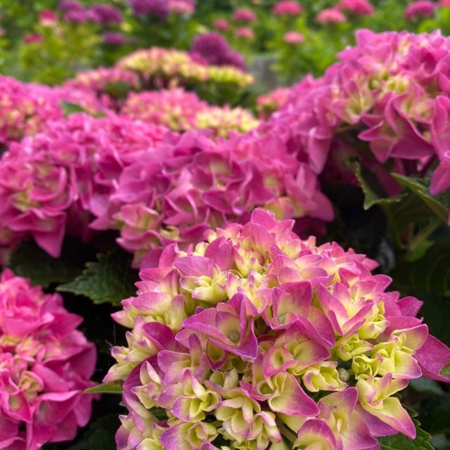 蒲郡　形原あじさいの里で紫陽花と絶景の見晴らしを満喫