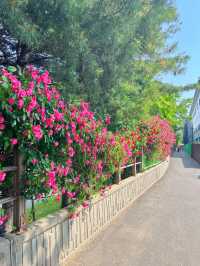 장미꽃축제 안가볼 수 없죠?