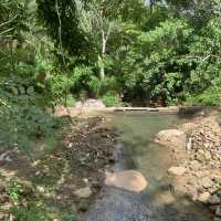 Jungle Cafe 
