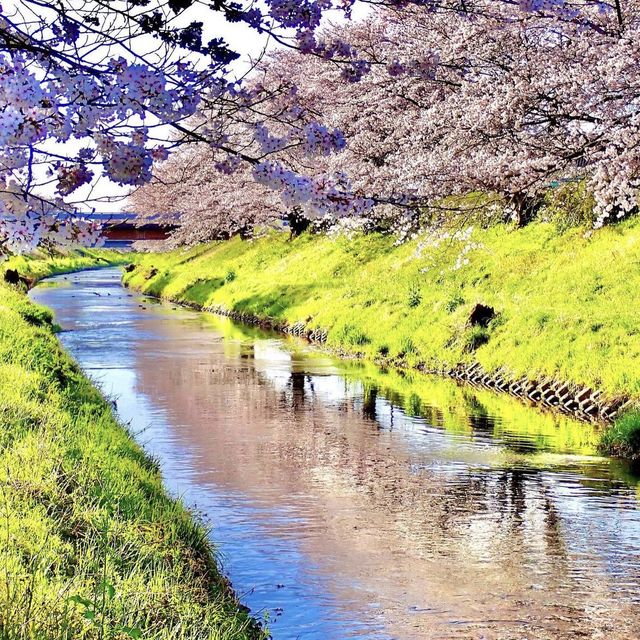 三水川桜ロード