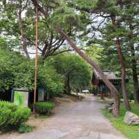 두근두근여름휴가 금산 보석사 은행나무둘레길