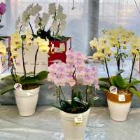 パンジーハウス🌼ひな祭り限定展示