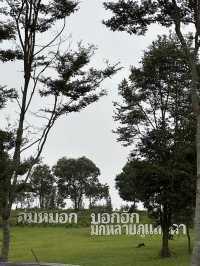 “ฮ่มหมอก บอกฮัก”อุทยานแห่งชาติภูแลนคา🌫️