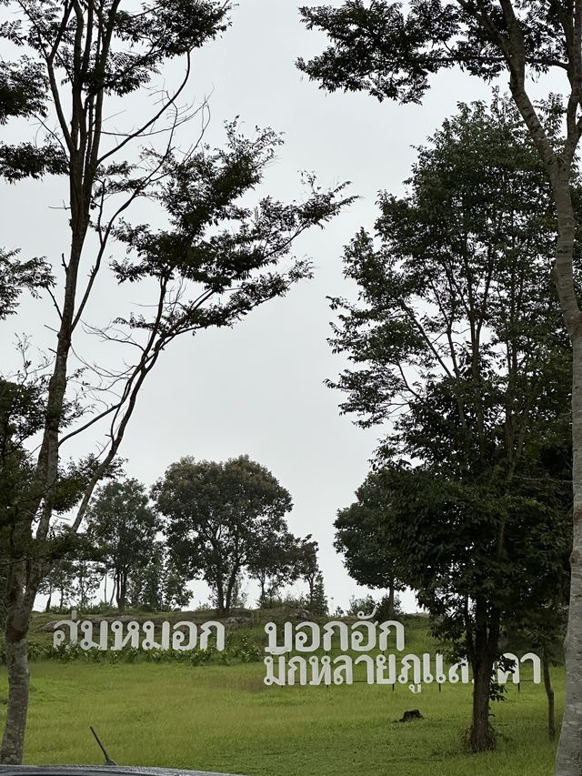 “ฮ่มหมอก บอกฮัก”อุทยานแห่งชาติภูแลนคา🌫️