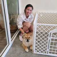 Just Chilling With Chow Chows 🐶