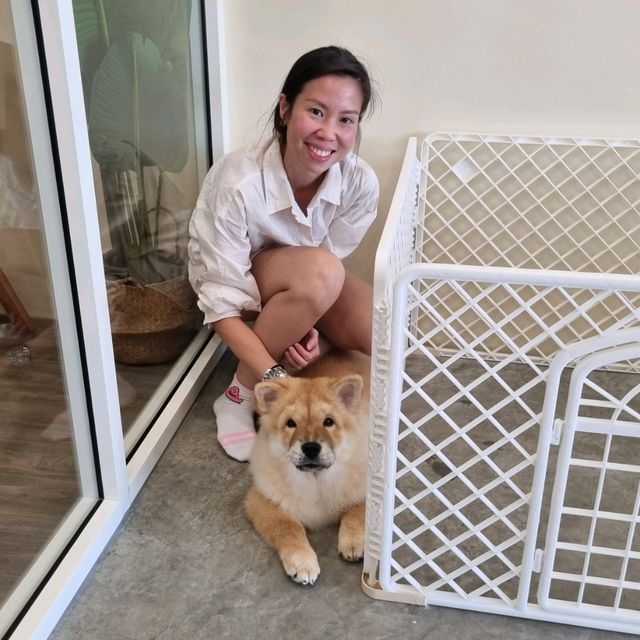 Just Chilling With Chow Chows 🐶