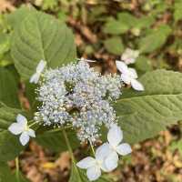 綠意海洋🌳🌿🌸神戶市立森林植物園