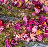 Beautiful autumn leaves wet with rain