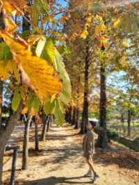 대왕단풍샷 찍고 가을 만끽하기🍁🍂