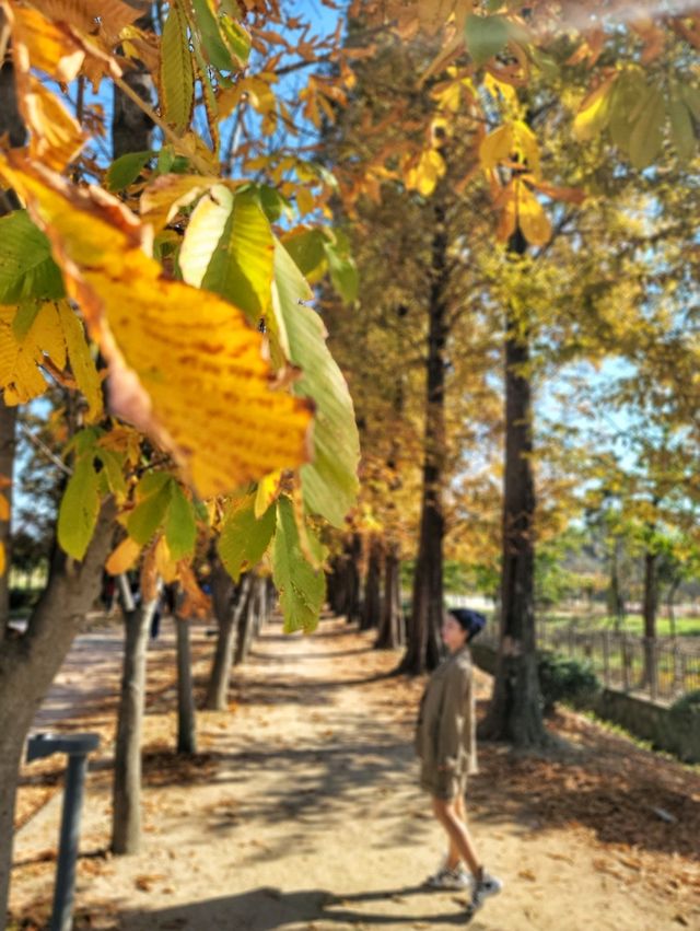 대왕단풍샷 찍고 가을 만끽하기🍁🍂