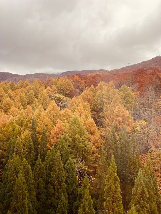 Zao ropeway ใน Autumn vibe 🍂