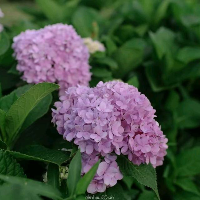ไฮเดรนเยีย คาเฟ่ เขาค้อ - Hydrangea Cafe 