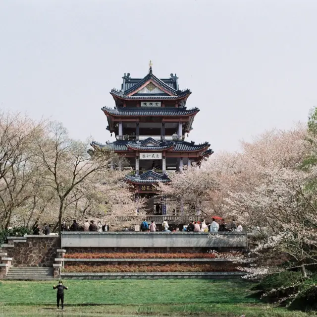 세계 3대 벚꽃 명소, 필름으로 담은 중국 우시의 위안토우쥬 