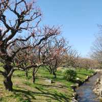 万博記念公園　桜まつり　梅林・桜開花状況