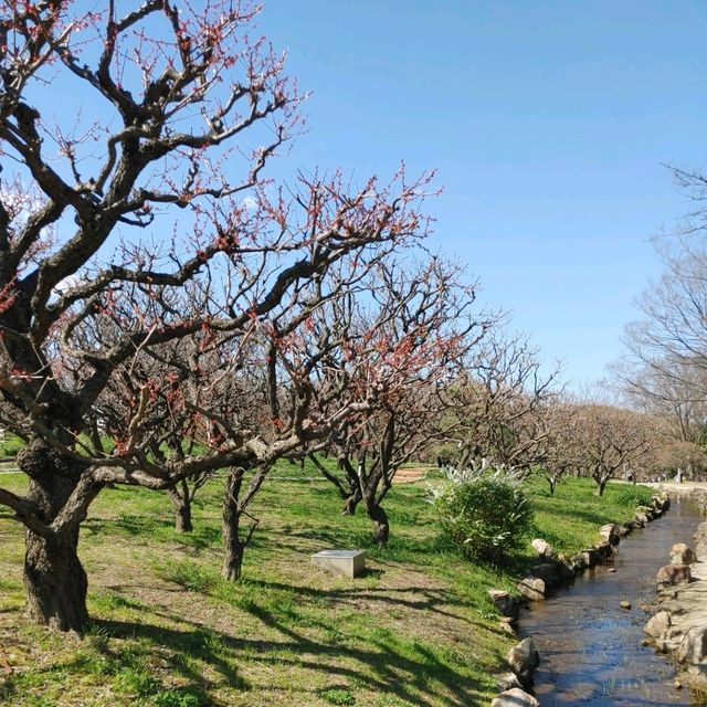 万博記念公園　桜まつり　梅林・桜開花状況