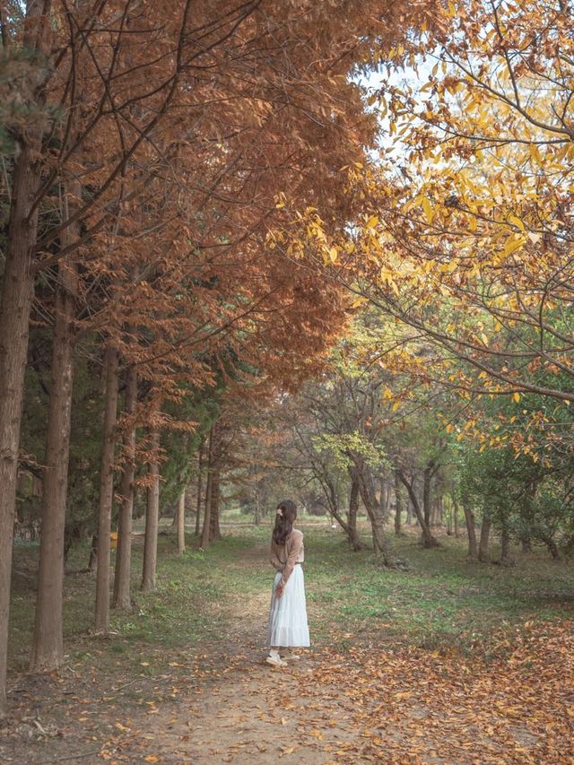 메타세콰이어로 가득한 경주의 힐링 가득한 숲🌲✨ 