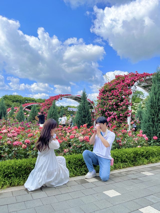 🌹서울대공원 장미원🌹