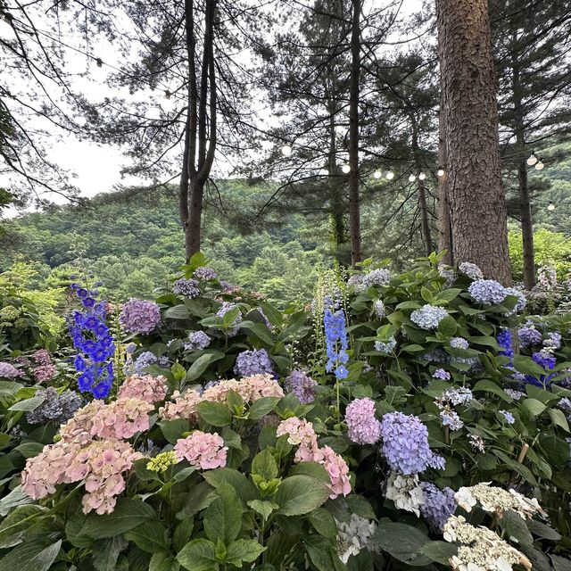 Top 3 spots in Garden of Morning Calm, Seoul