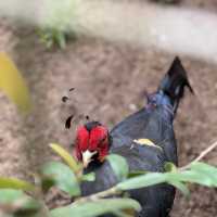 Pang Tong Palace: A Home for Wildlife