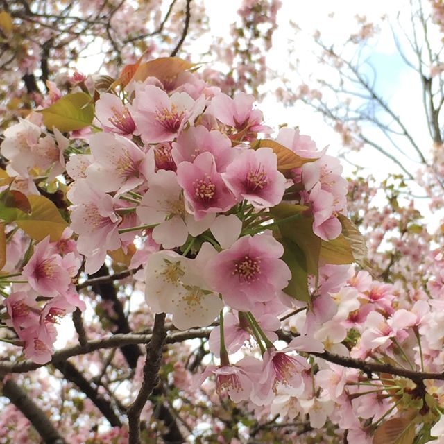 岡山 ｜後樂園河畔賞櫻花🌸快閃之旅