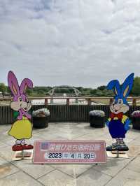 國營常陸海濱公園 *最美粉蝶花海*