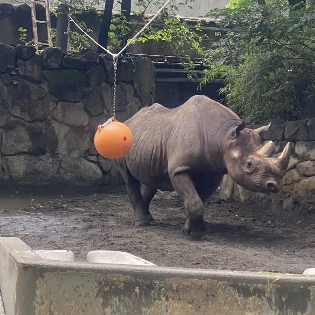 動物狂歡，上野動物園帶你探索野性世界！🐼🦁🌳