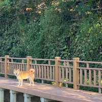 廣源記圳步道🐕