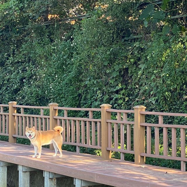 廣源記圳步道🐕
