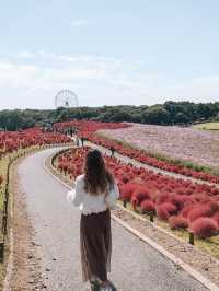 日本茨城國營常陸海濱公園：紅色波波草盛放，絕佳時機！