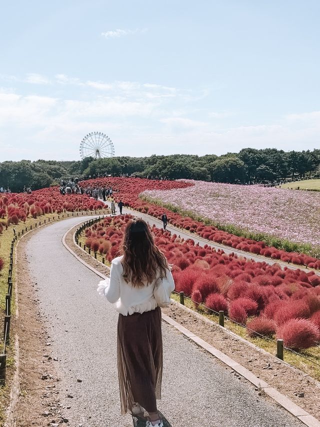 日本茨城國營常陸海濱公園：紅色波波草盛放，絕佳時機！