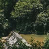 🌳🦋 清溪森林公園～與大自然共舞！🌿🏞️🌼