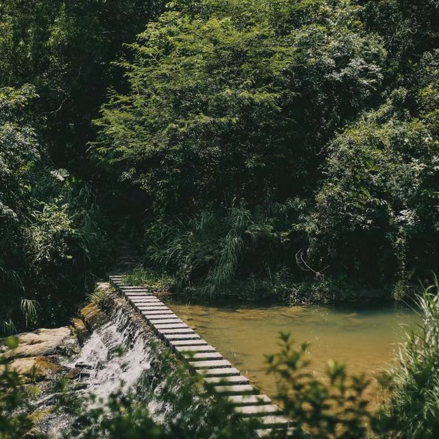 🌳🦋 清溪森林公園～與大自然共舞！🌿🏞️🌼