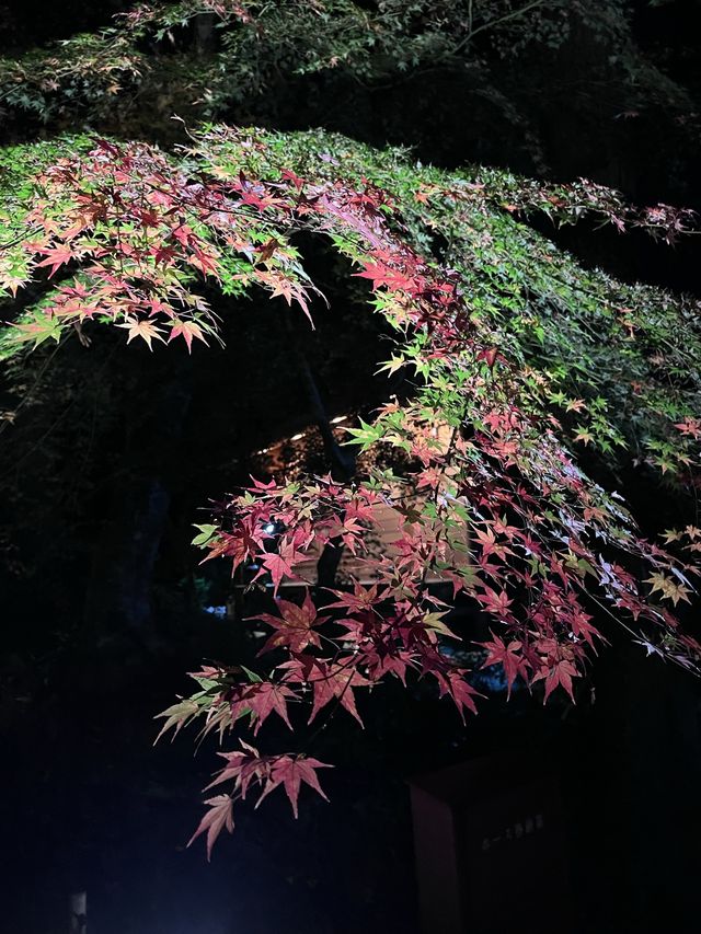 【岩手】中尊寺金色堂のライトアップ