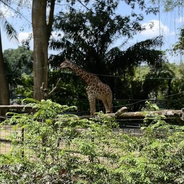 新加坡動物園 singapore zoo - 很適合小朋友去的景點