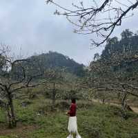 Na Ka plum fields - Moc Chau