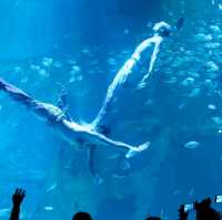 Aquaria Phuket