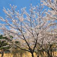 성균관대학교 자연캠퍼스의 봄 모습 🌸🌸🌸