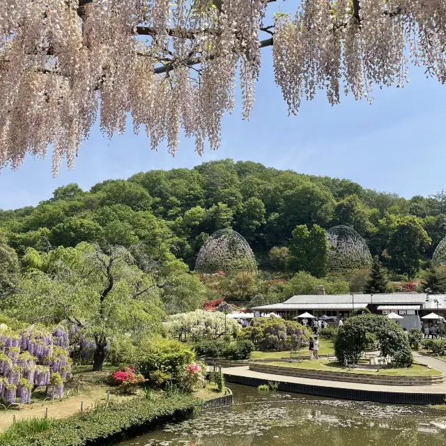 Purple wisteria in Ashikaga Flower Park!