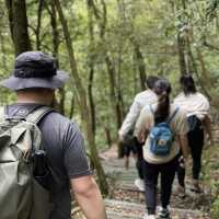 🌟桃園復興| 東眼山國家森林遊樂區 吸收芬多精 登山步道 須購票