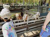 Relaxing at Coconut market at Chiang Mai