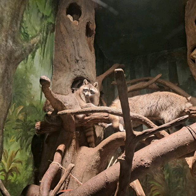 韓國😍愛寶樂園🐒介紹有咩動物睇🐯