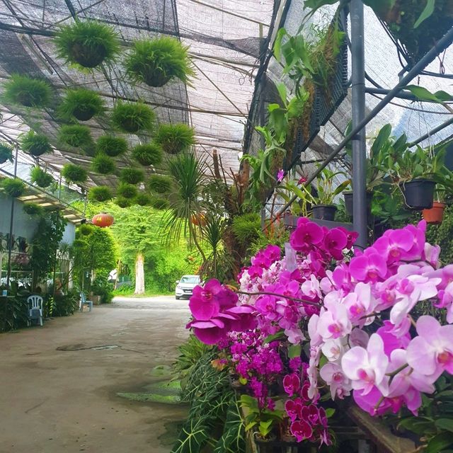 "Insta-Perfect: Discover the World of Orchid"