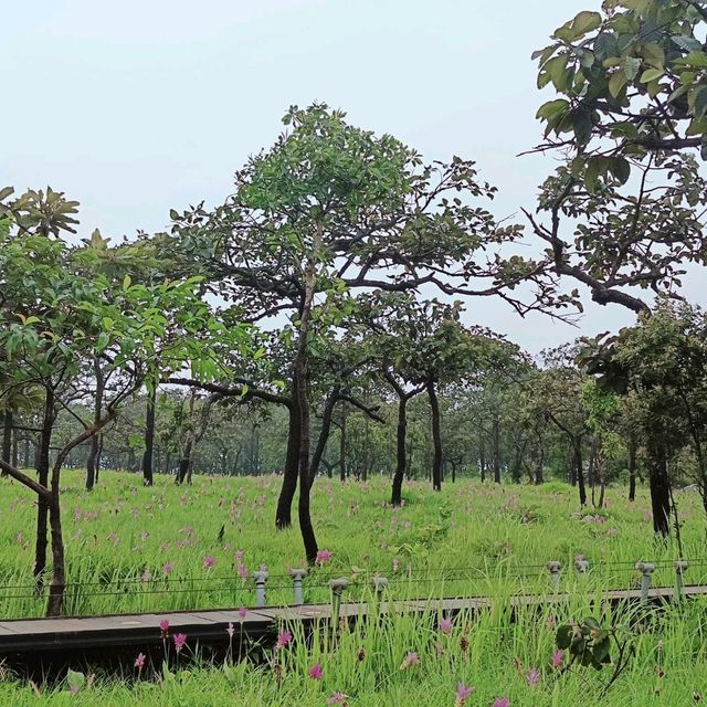 ณ ทุ่งดอกกระเจียว อุทยานแห่งชาติป่าหินงาม