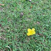 พุทธมณฑล