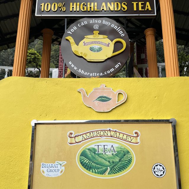 Cameron Valley Tea Plantation