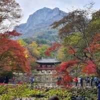 秋夕楓葉紅飄逸🍁四色匯聚內藏山
絕美景色白羊寺