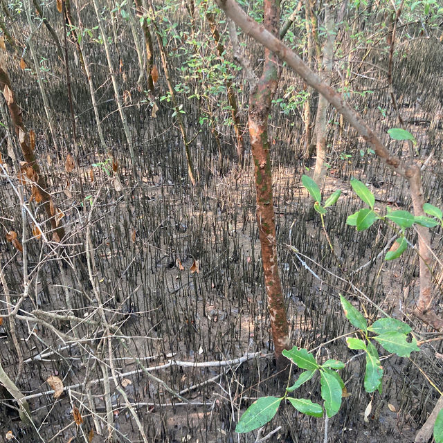 スラバヤ　マングローブ公園【Wisata Mangrove Gunung Anyar】