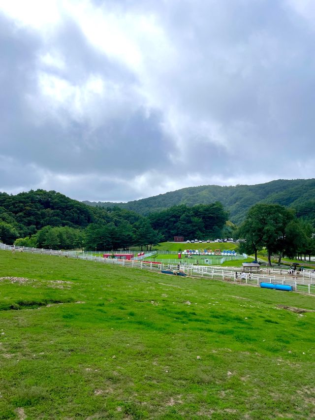 자연에서 뛰노는 양들을 가까이서 만날 수 있는 대관령 하늘목장🐑